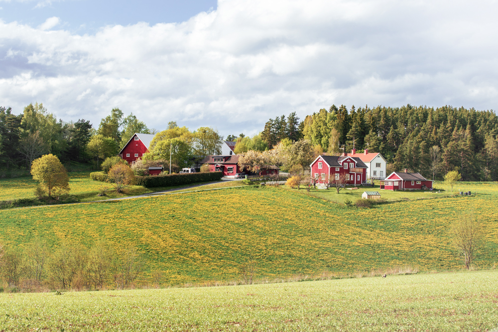 Rote Häuser, wie sie typisch für Schweden sind, auf einer Wiese.