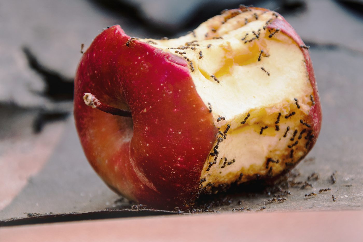 Ameisen auf einem angebissenen Apfel.