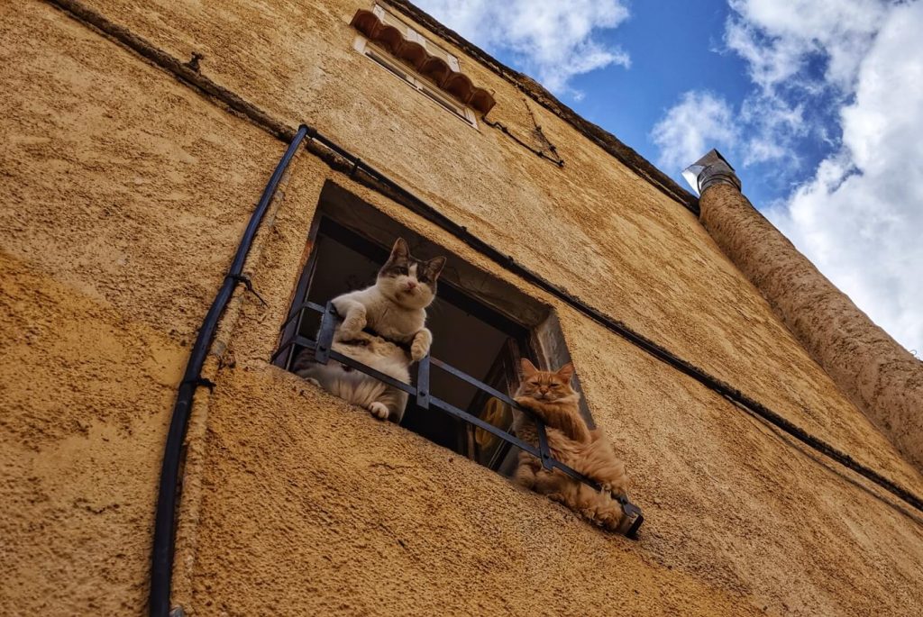 Zwei Katzen im Fenster eines Hauses auf Korsika