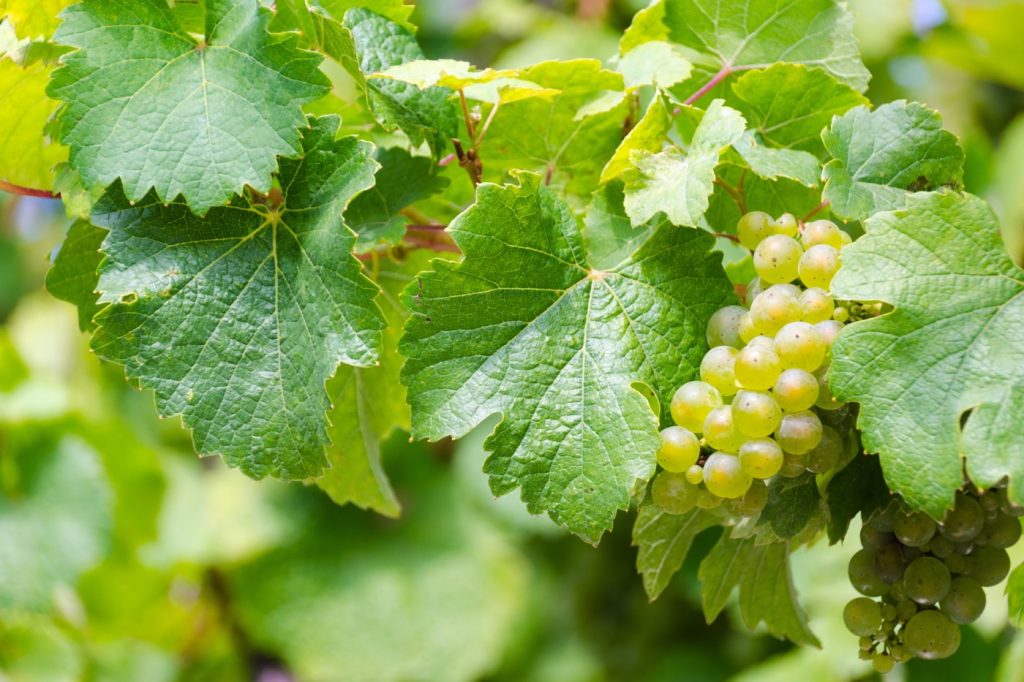 Weißweinreben an der Mosel