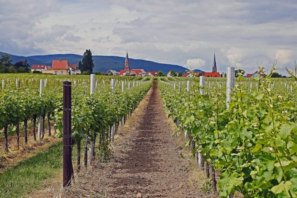 Weinberg und Rebstöcke in der Pfalz