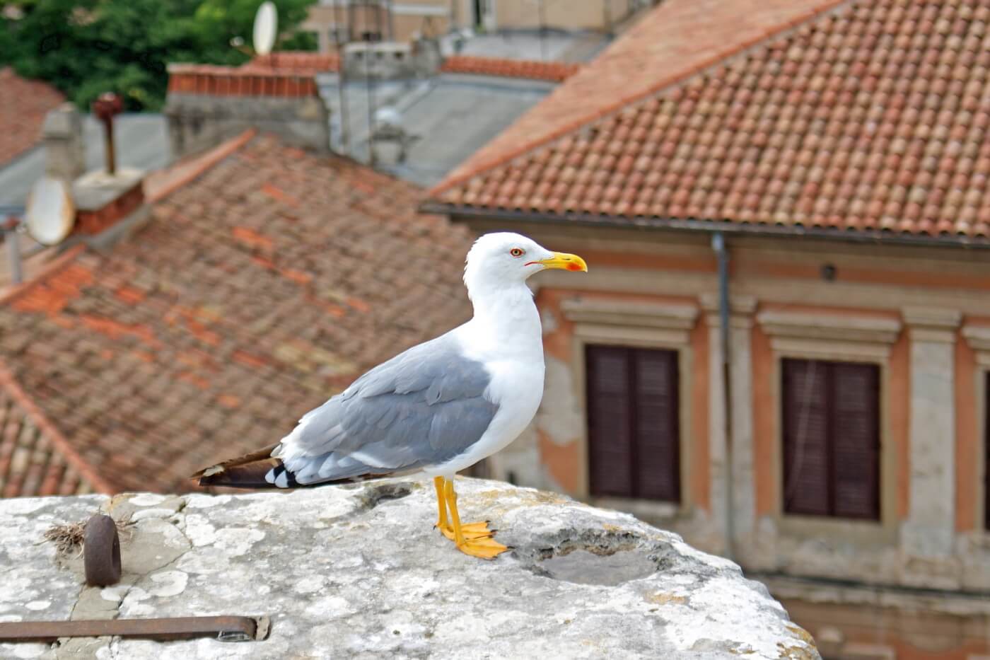 Möwe auf Mauer in Istrien