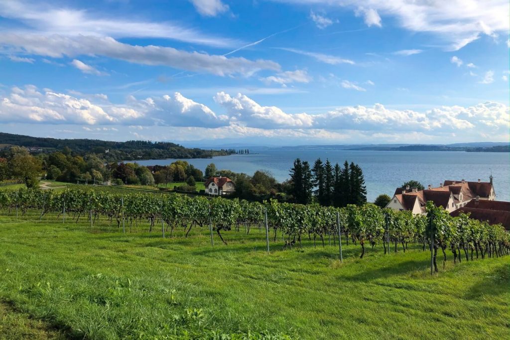 Weinanbau am Bodensee