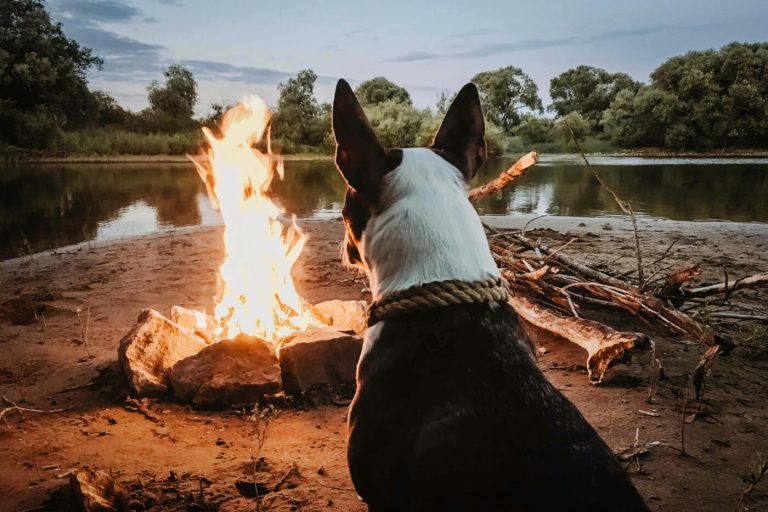 Camping mit Hund: Checkliste und 3 Tipps für eine entspannte Reise