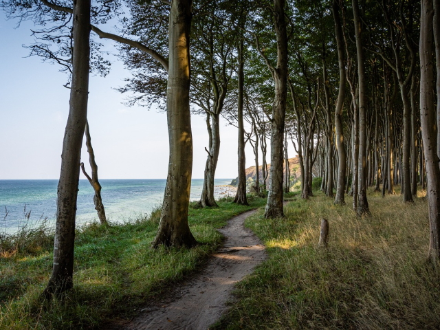 Wanderpfad durch den Wald entlang der Küste in Rügen