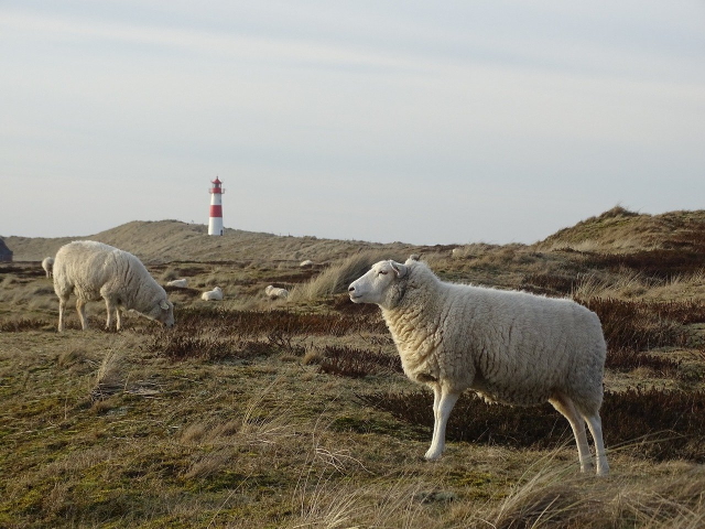 Schafe auf Sylt