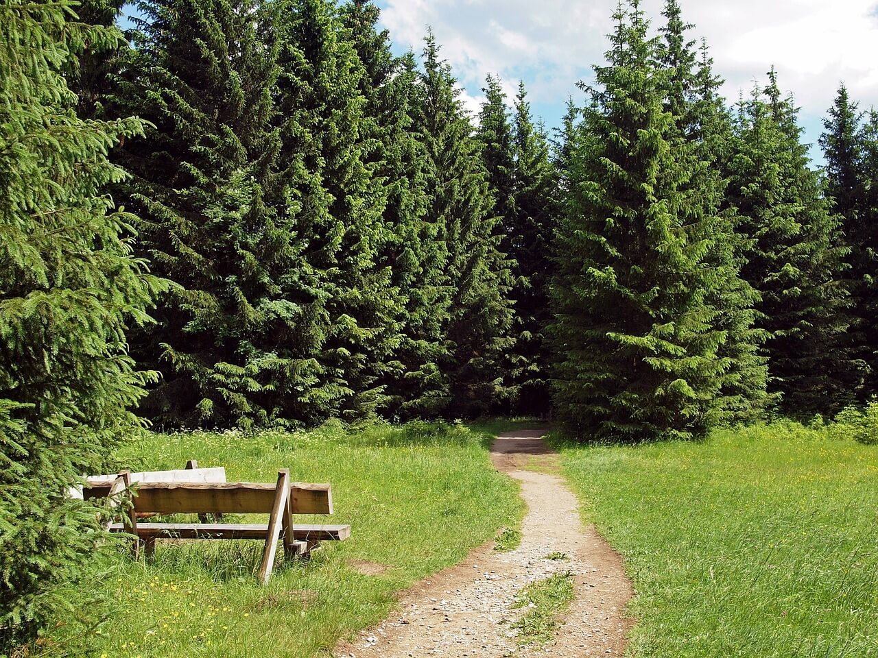 Wanderweg im Nationalpark Harz