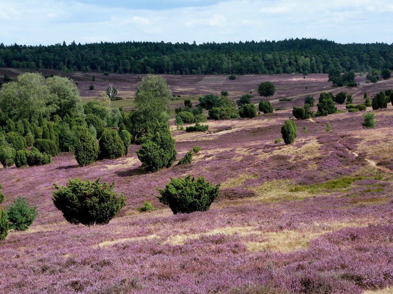 Lüneburger Heide