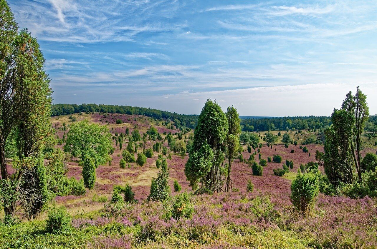 Lüneburger Heidelandschaft