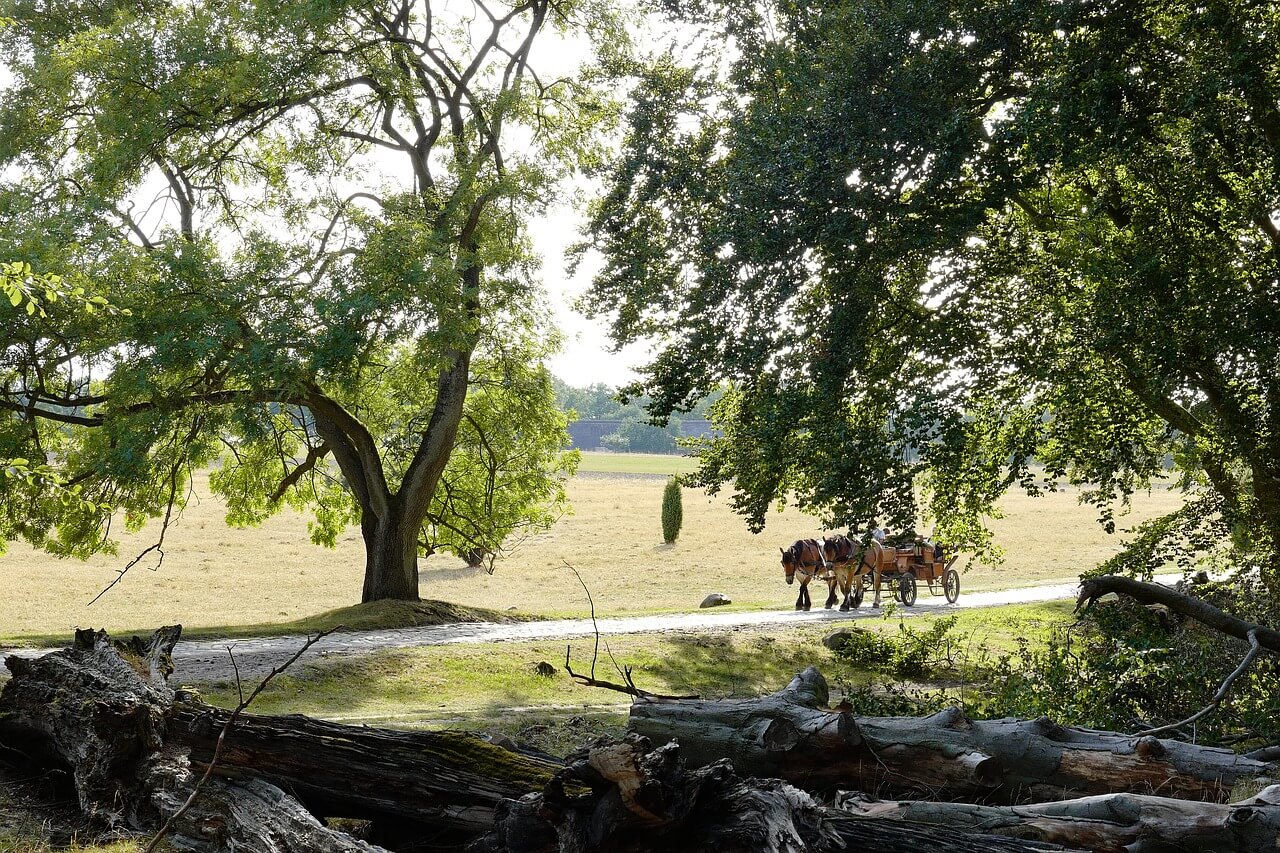 Kutschfahrt durch die Lüneburger Heide