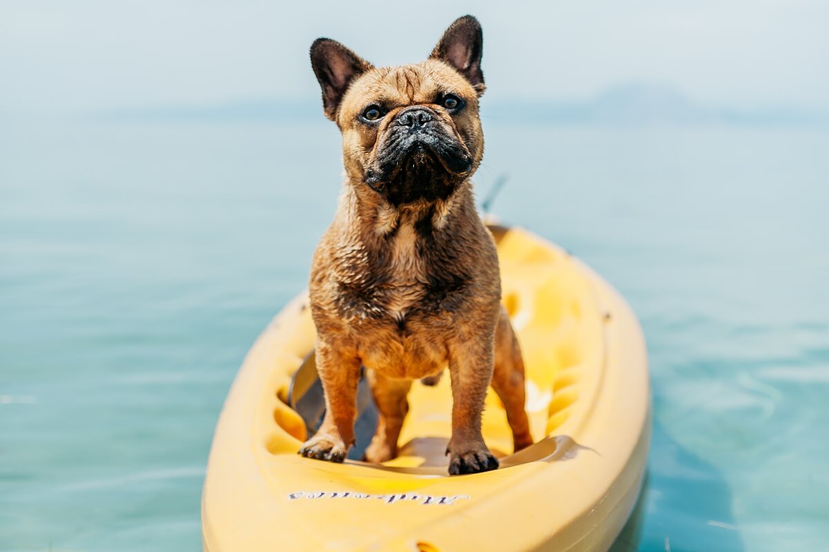 Hund auf Surfboard