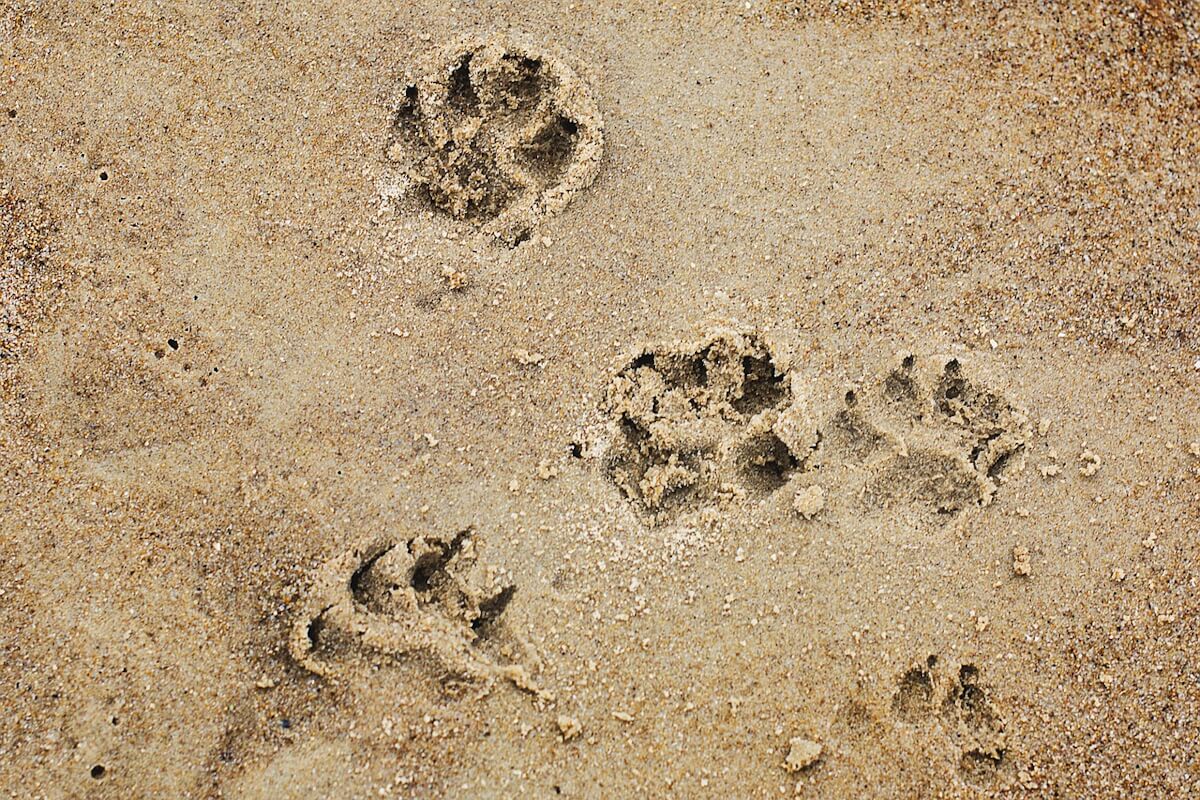 hundepfoten-spuren-im-sand
