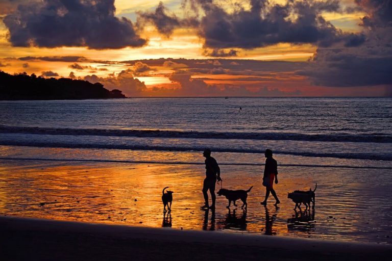 Tipps für den Wohnmobil-Urlaub am Strand mit Hund