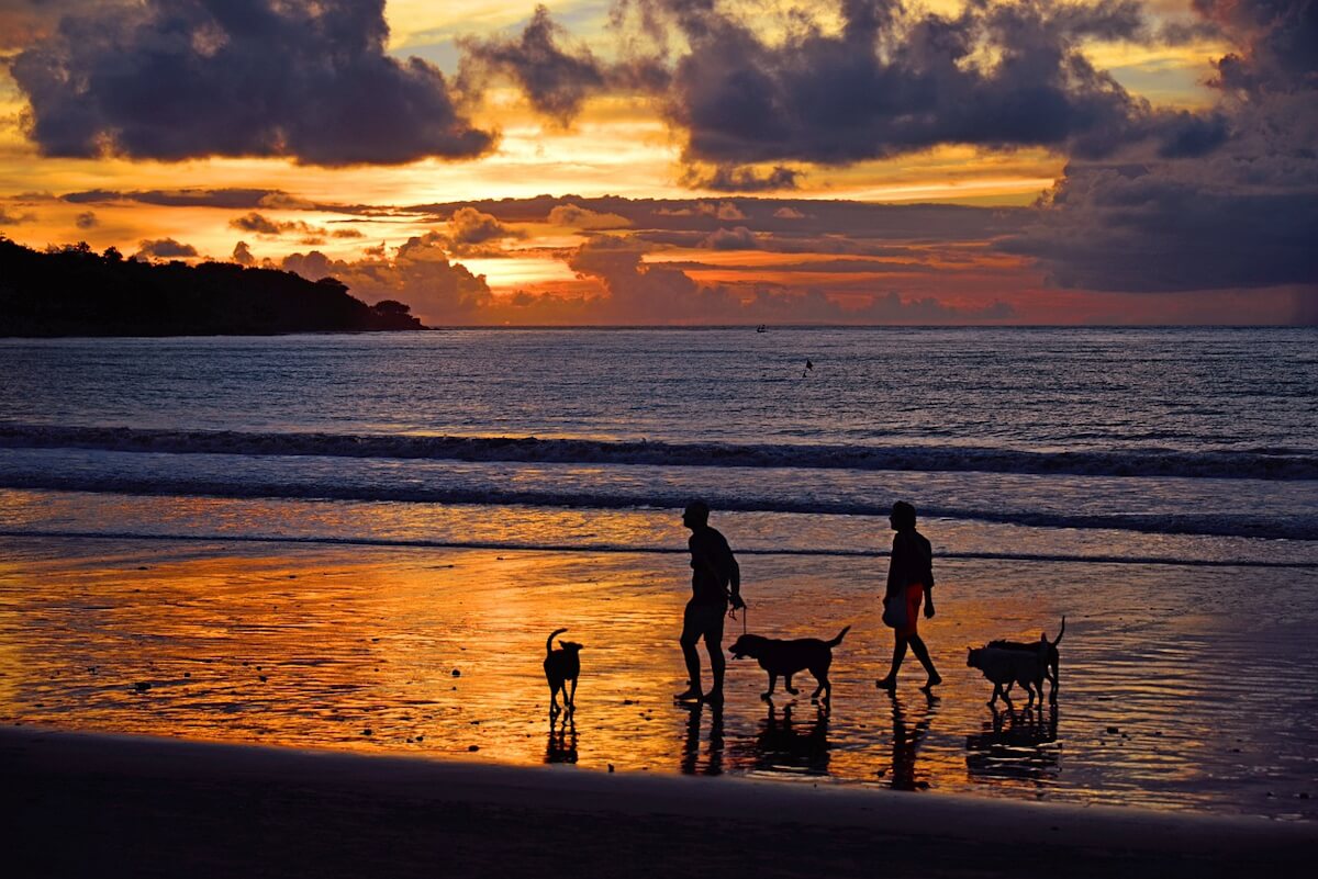 hundespaziergang-am-strand-im-sonnenuntergang